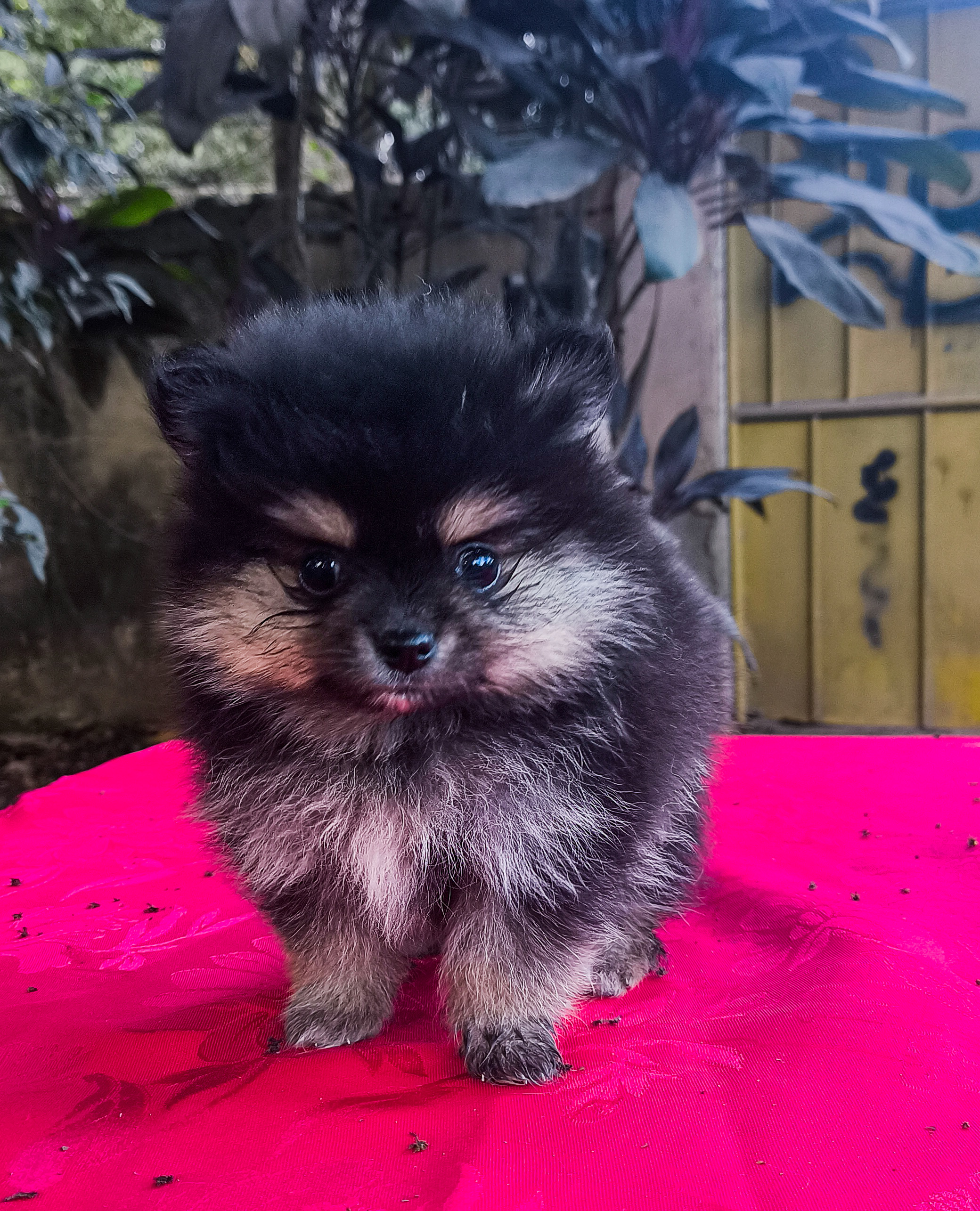 Portal Vendocão Spitz Alemão ( lulu da pomerana) Nova Iguaçu