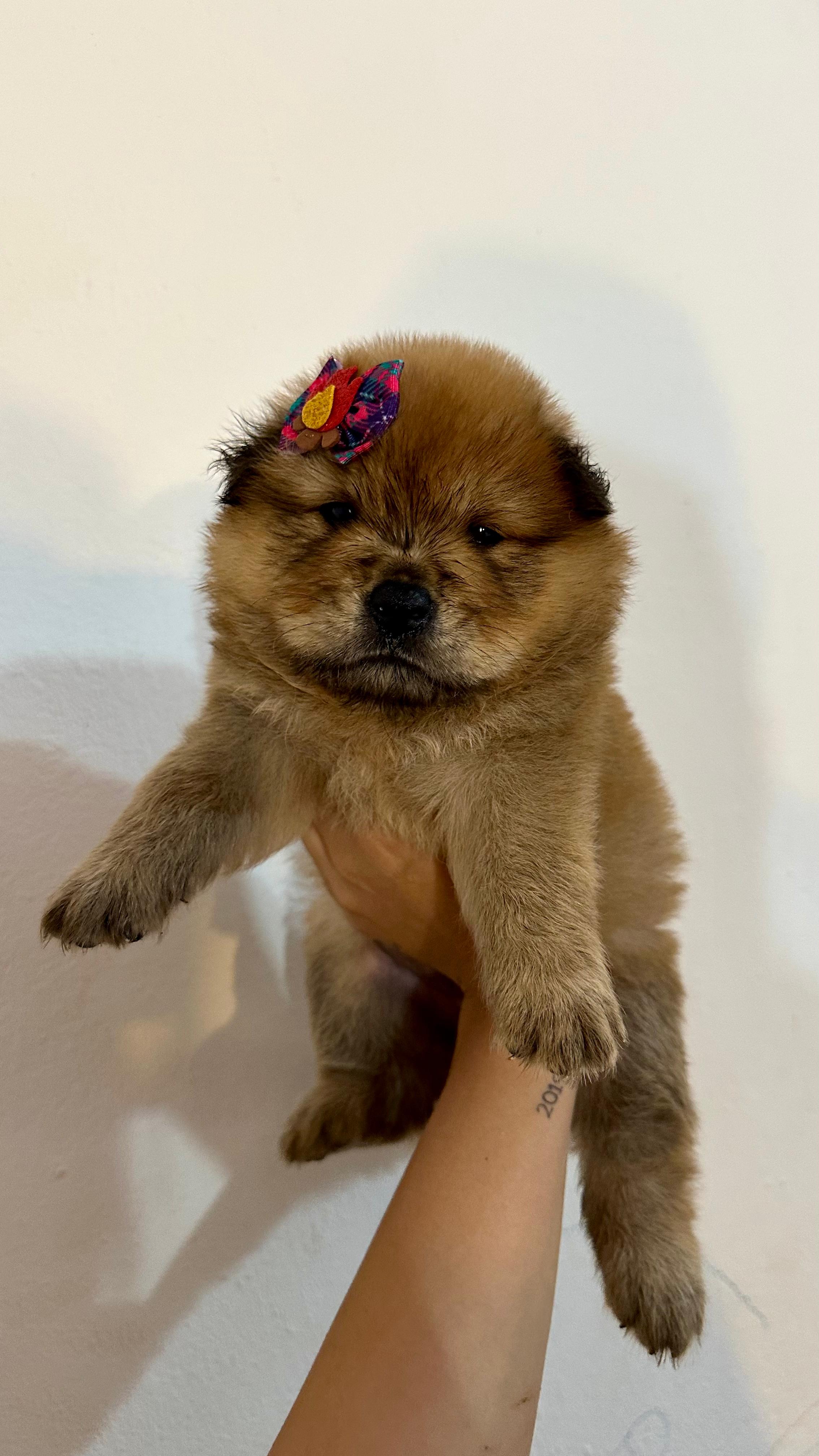 Portal Vendocão Chow chow Sao luis 