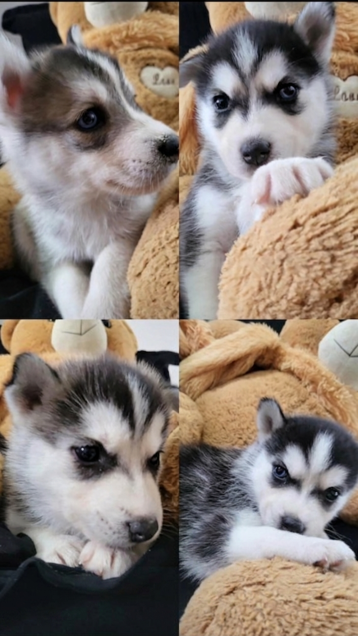 Lindos filhotes de huskys