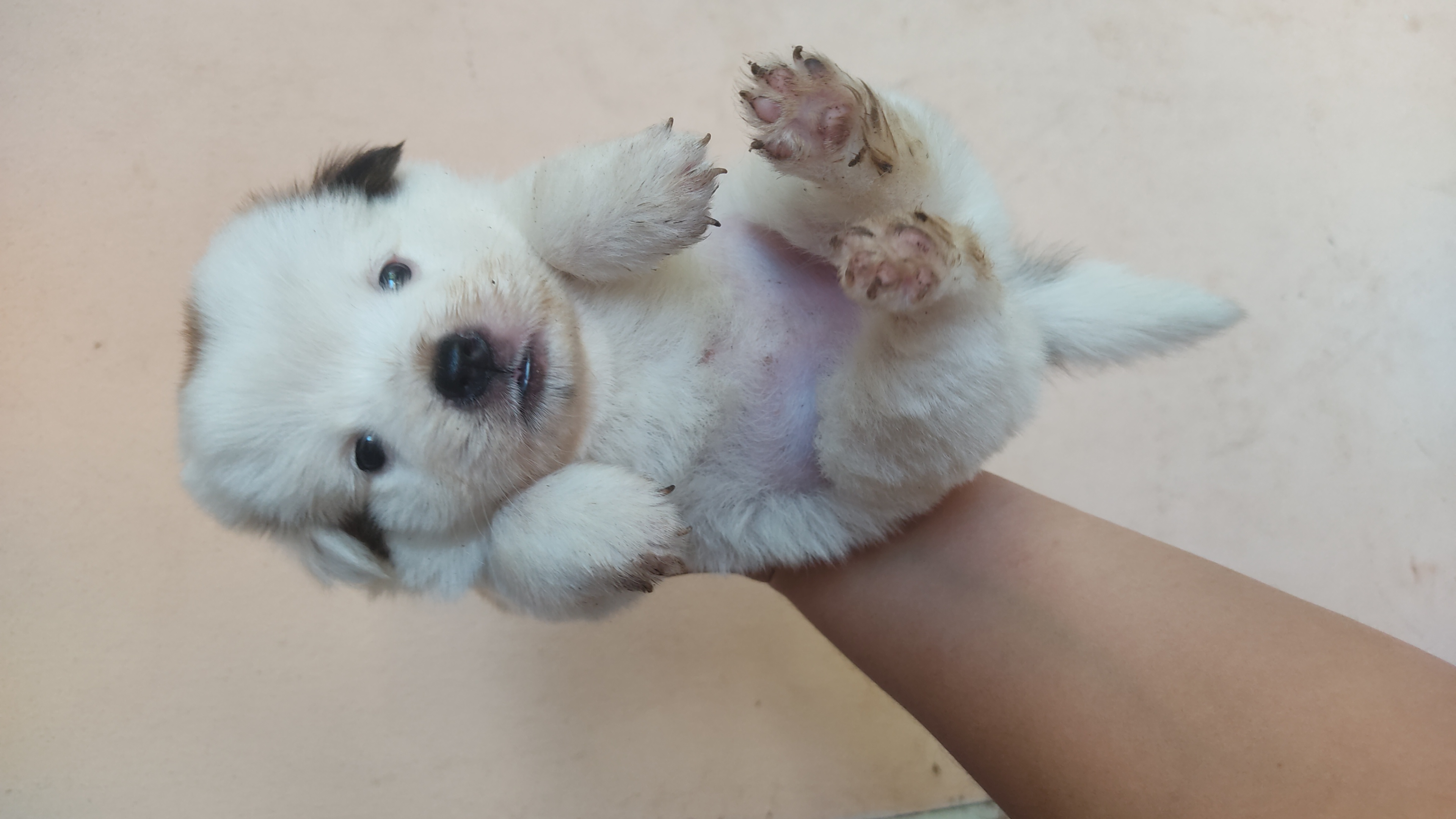 Portal Vendocão Vendo filhote de cão de guarda  Campo Grande