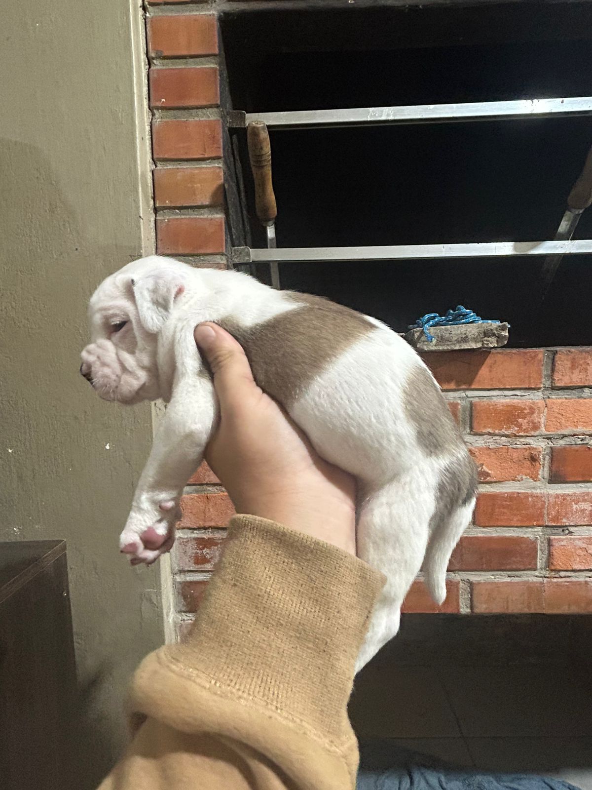 American Bully (fêmeas) - Foto 3