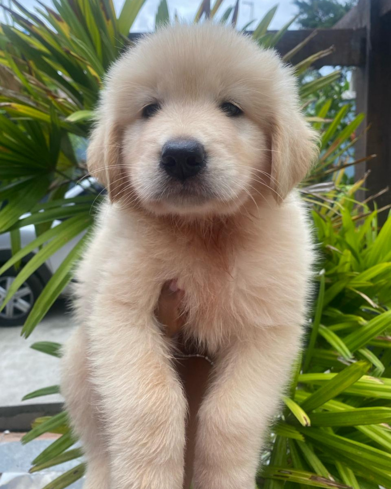 Portal Vendocão Filhotes de Golden Retriever  Guarapari 