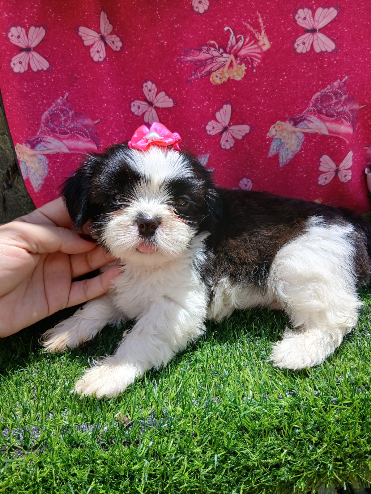 Shitzu fêmea com pedigree filhotes - Foto 3