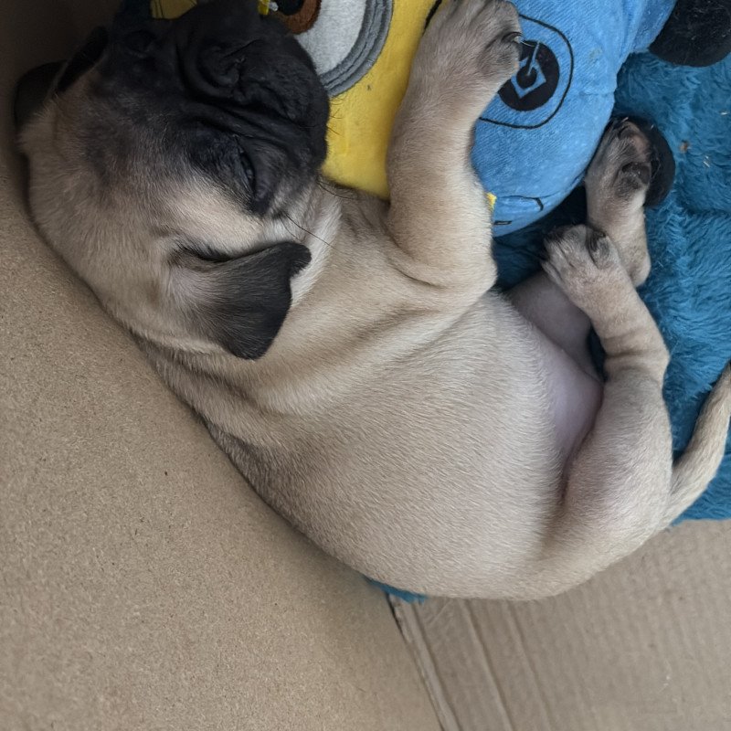 Lindo filhote de pug