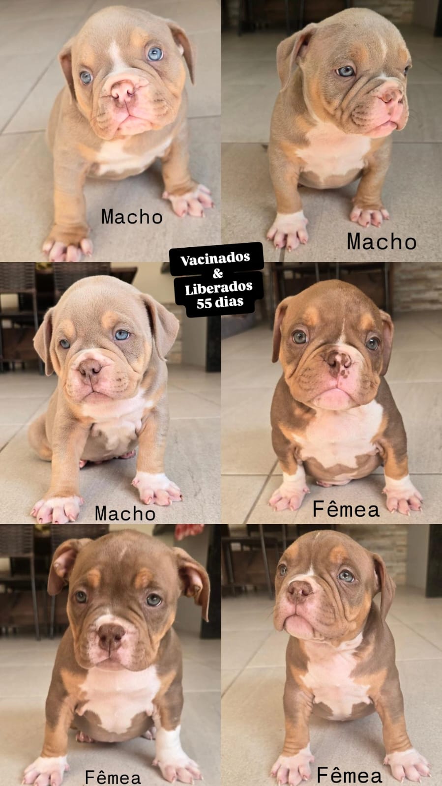 filhotes de American Bully balneario camburiu