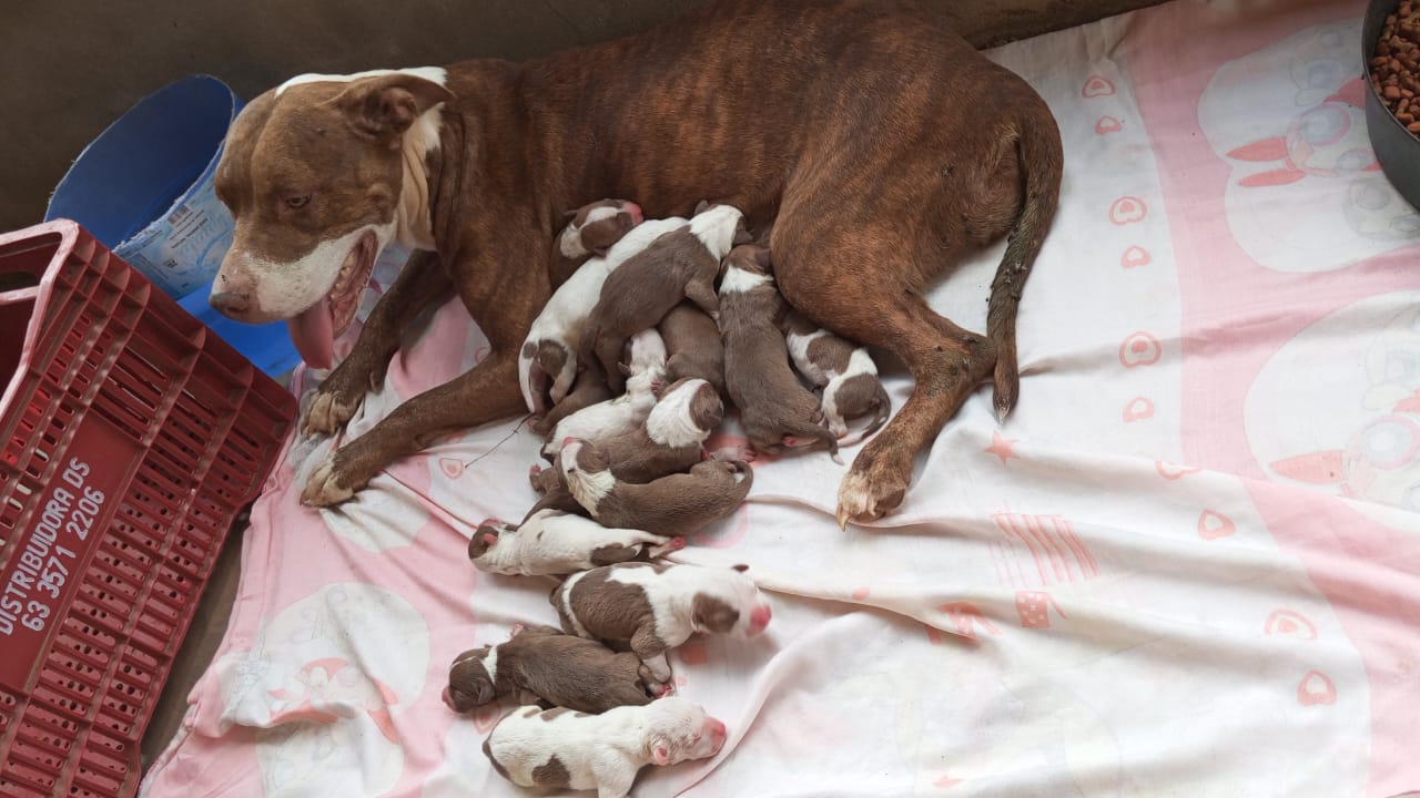 Portal Vendocão Filhotes de Pitbull  Palmas