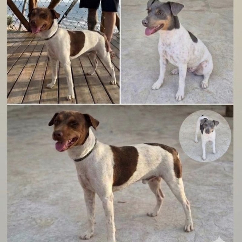 Filhotes fox paulistinha