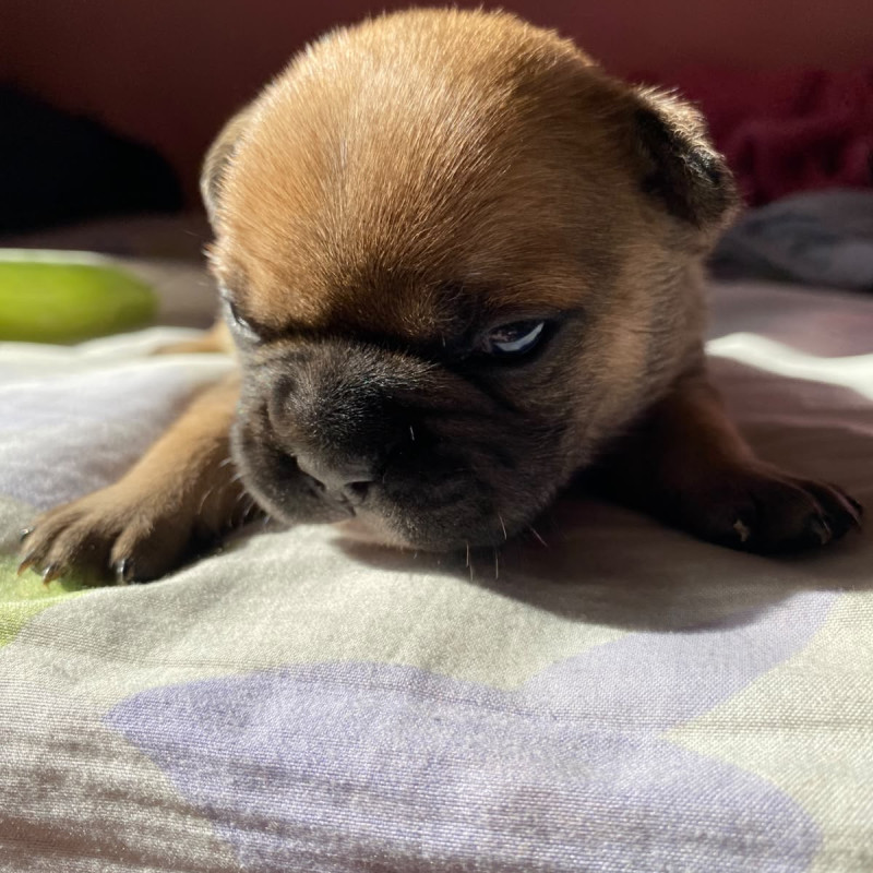 Filhote de bulldog francês - Foto 3
