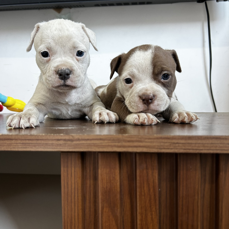 American bully - Foto 4