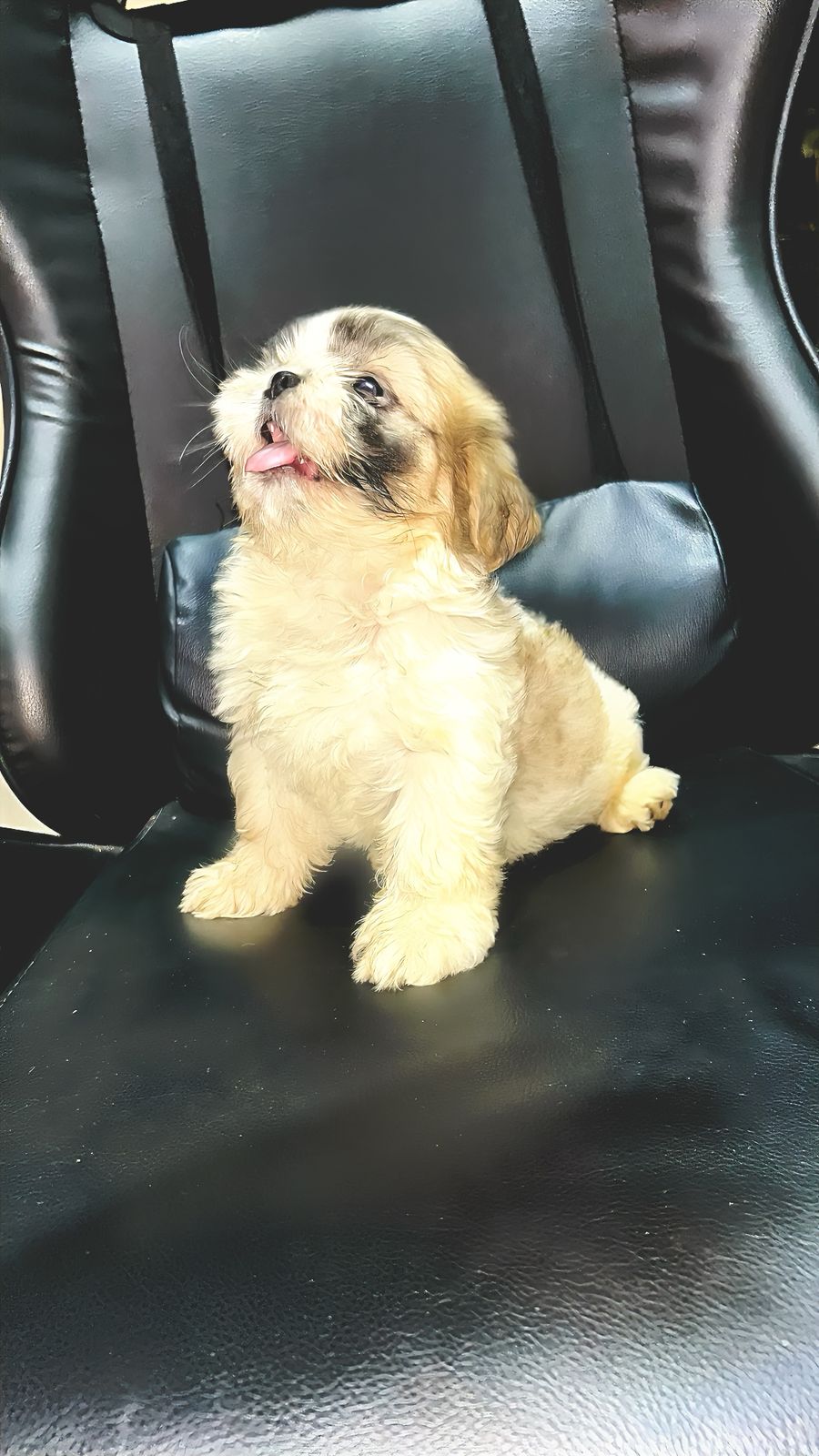 Portal Vendocão Filhote Shihtzu Joinville