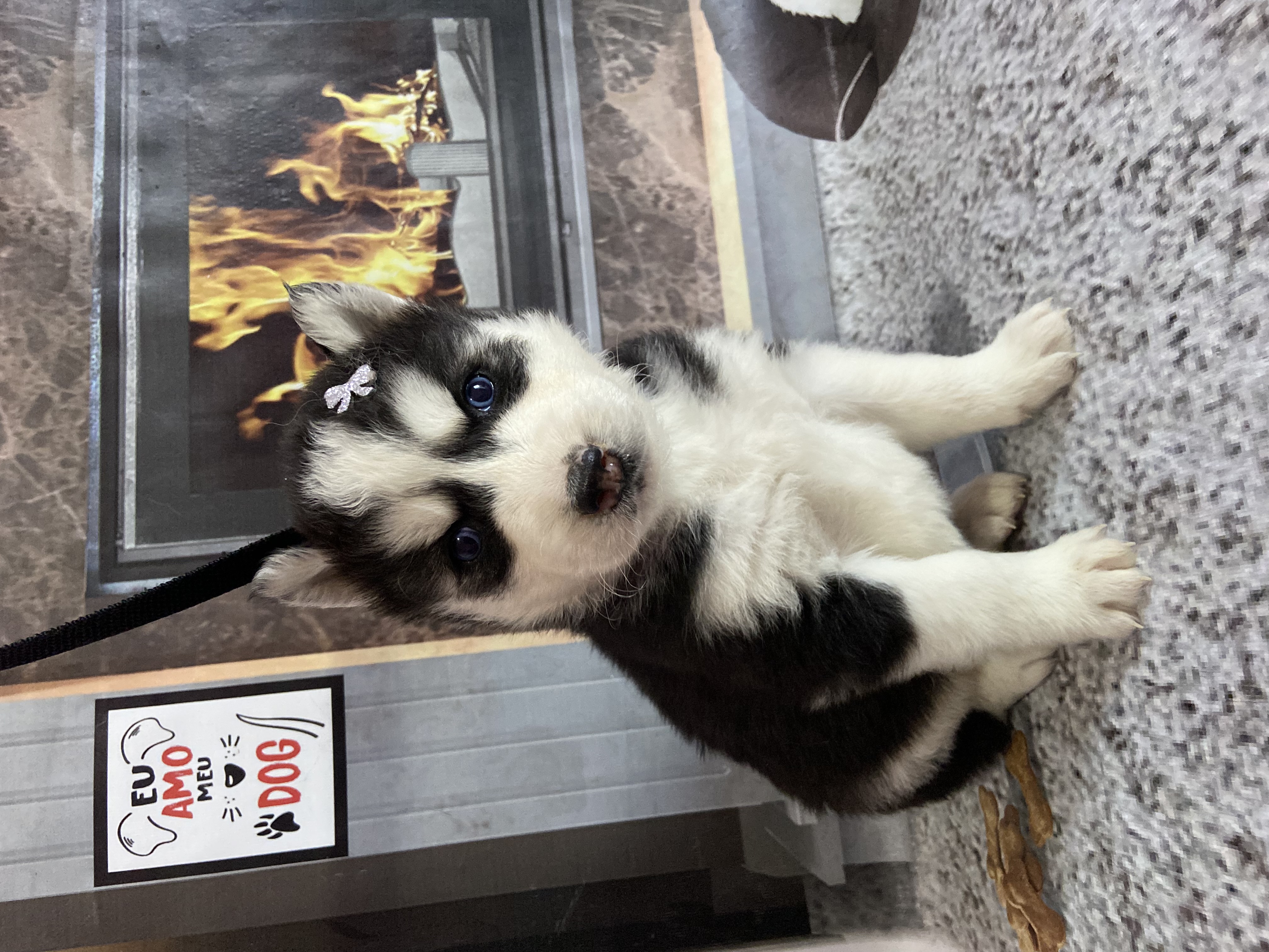 Filhotes de husky siberiano 
