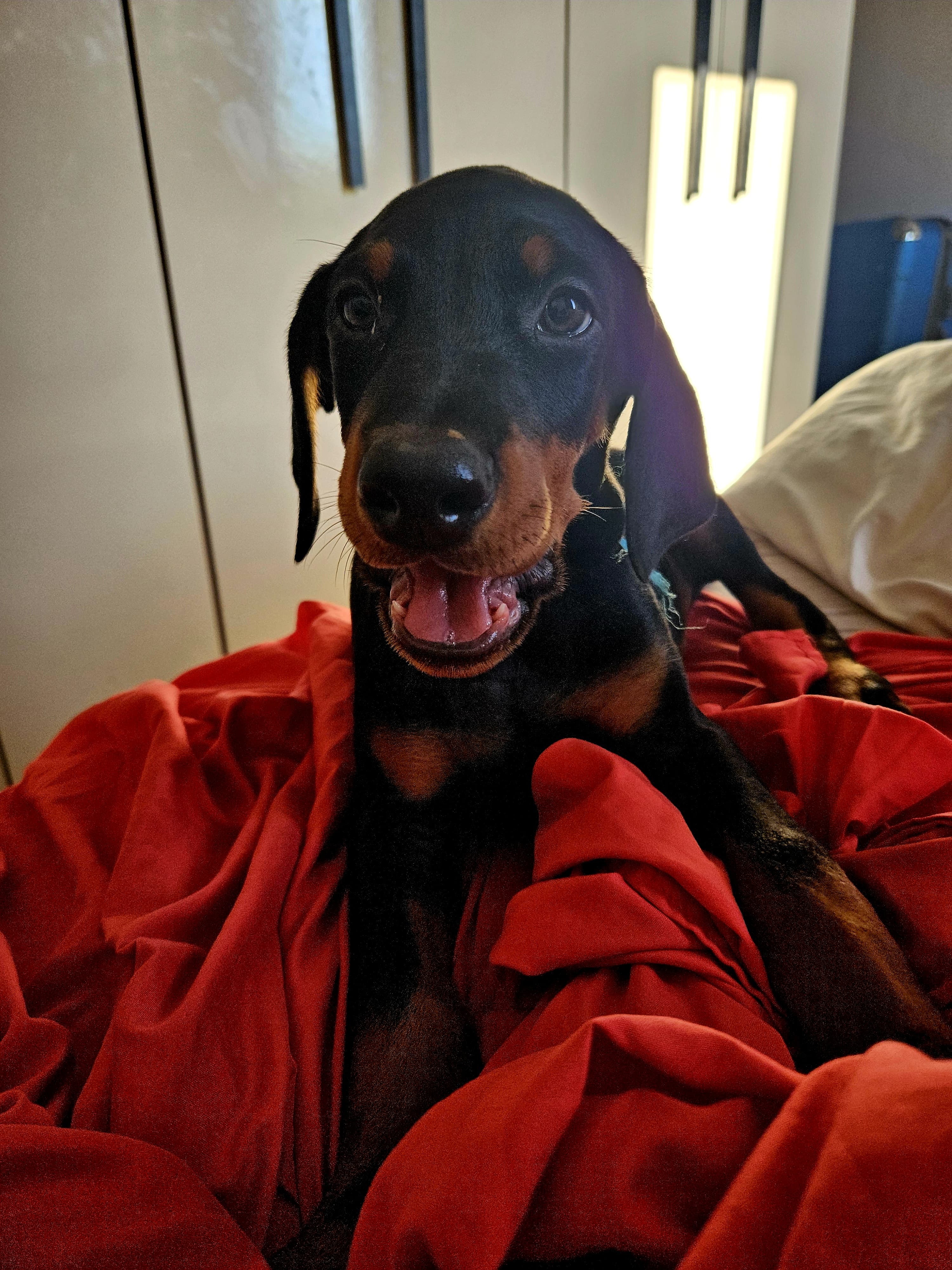 Portal Vendocão Dobermann Filhote Porto Alegre