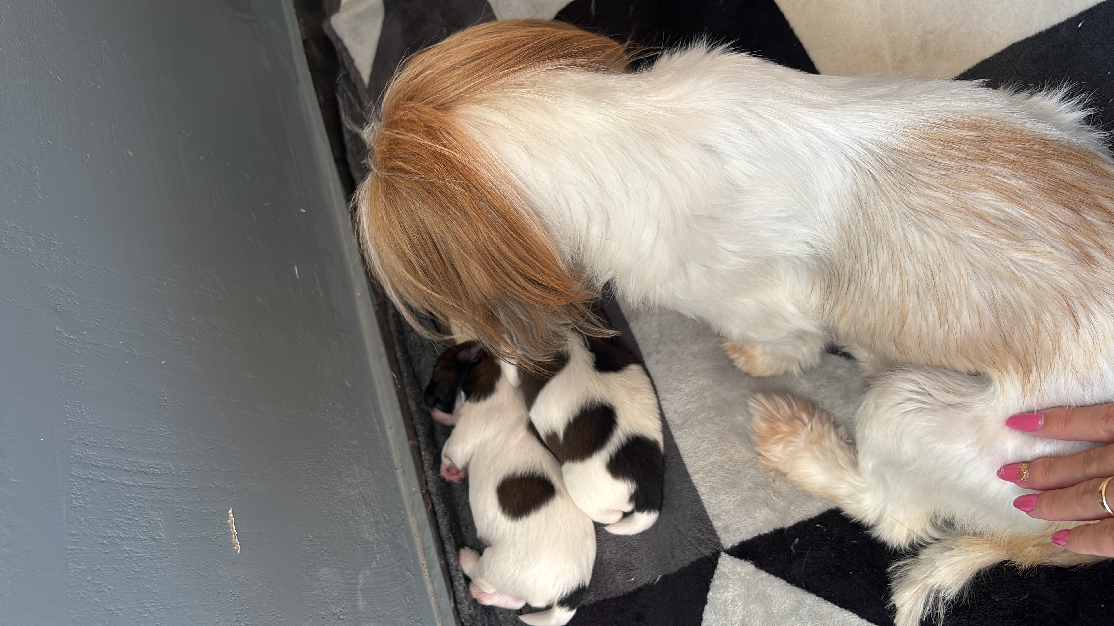 Filhote Shih Tzu  - Foto 3