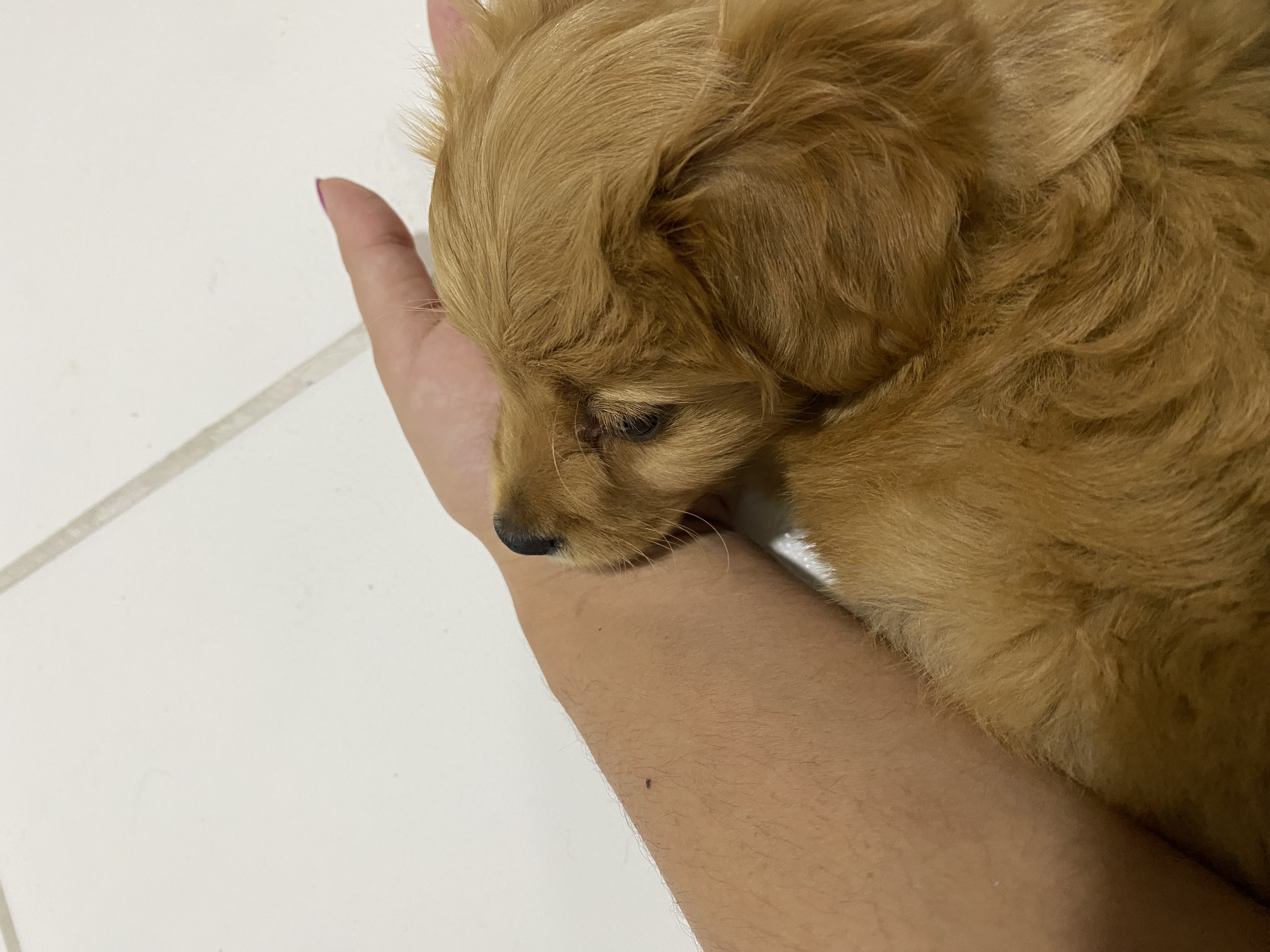 Portal Vendocão VENDO FILHOTE DE POODLE MACHO Salvador