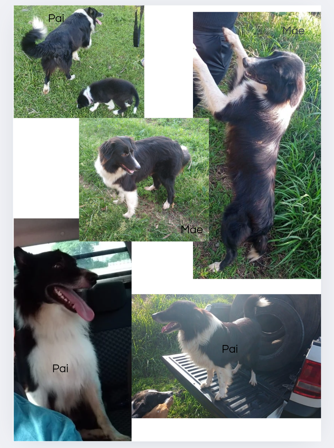 Portal Vendocão Venda de filhotes de Border Collie  Cachoeira do Sul