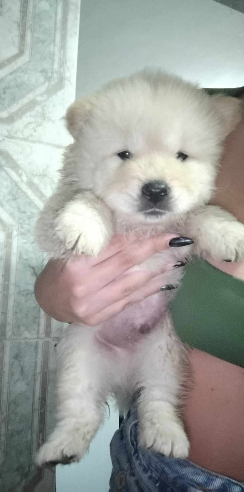 Portal Vendocão VENDO FILHOTE DE CHOW CHOW RIO DE JANEIRO