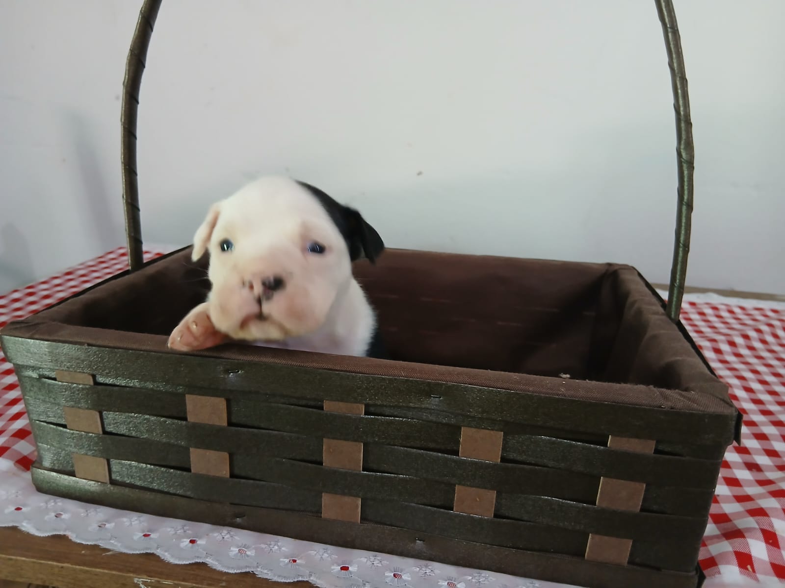 Portal Vendocão Filhotes legítimos American Bully  Magé