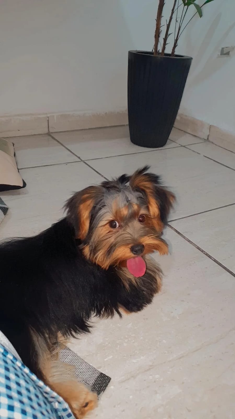 Yorkshire terrier  - Foto 1