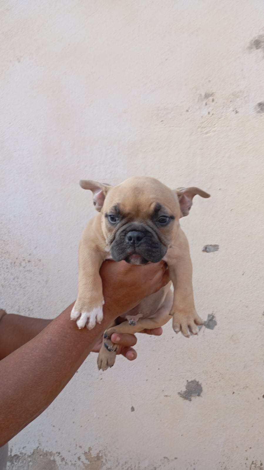 Lindos filhotes de american bully disponíveis - Foto 3