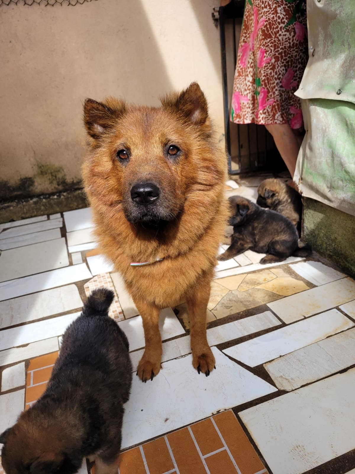 Vendo filhote Chusky - Husky com Chow Chow - Foto 5