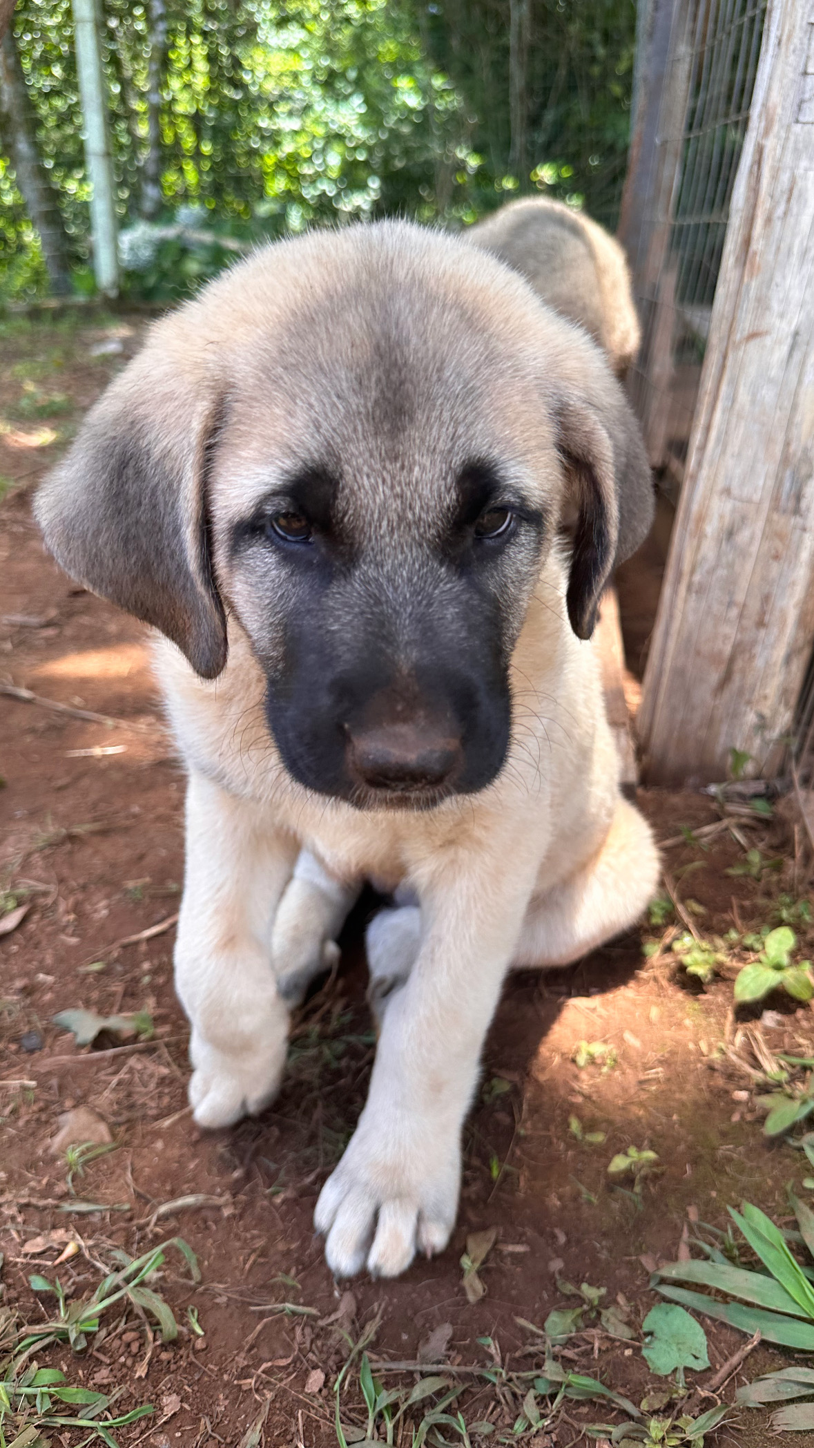 Portal Vendocão Kangal filhote  Nova Petrópolis 