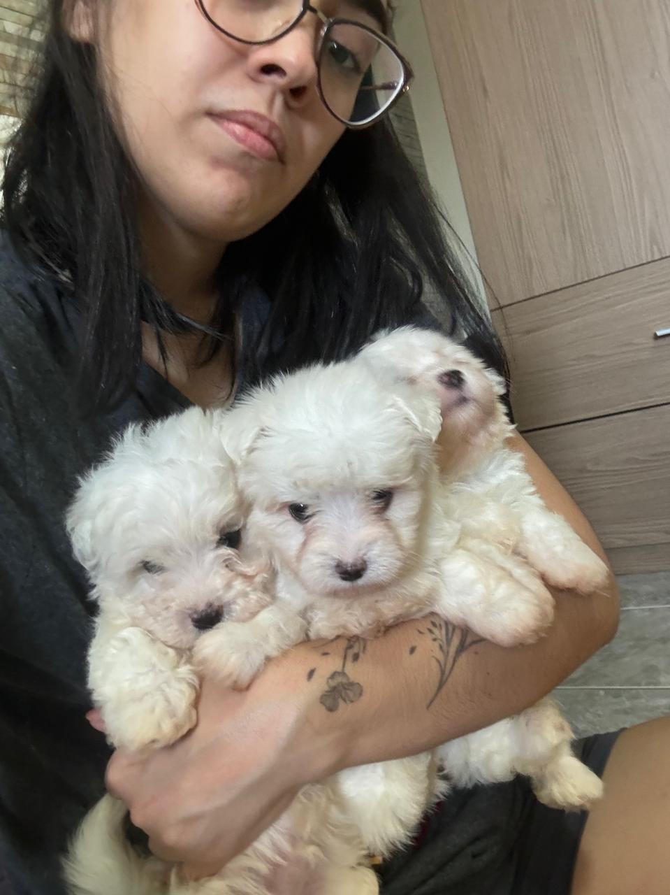 Portal Vendocão Filhotes de cachorro maltes  Maceió