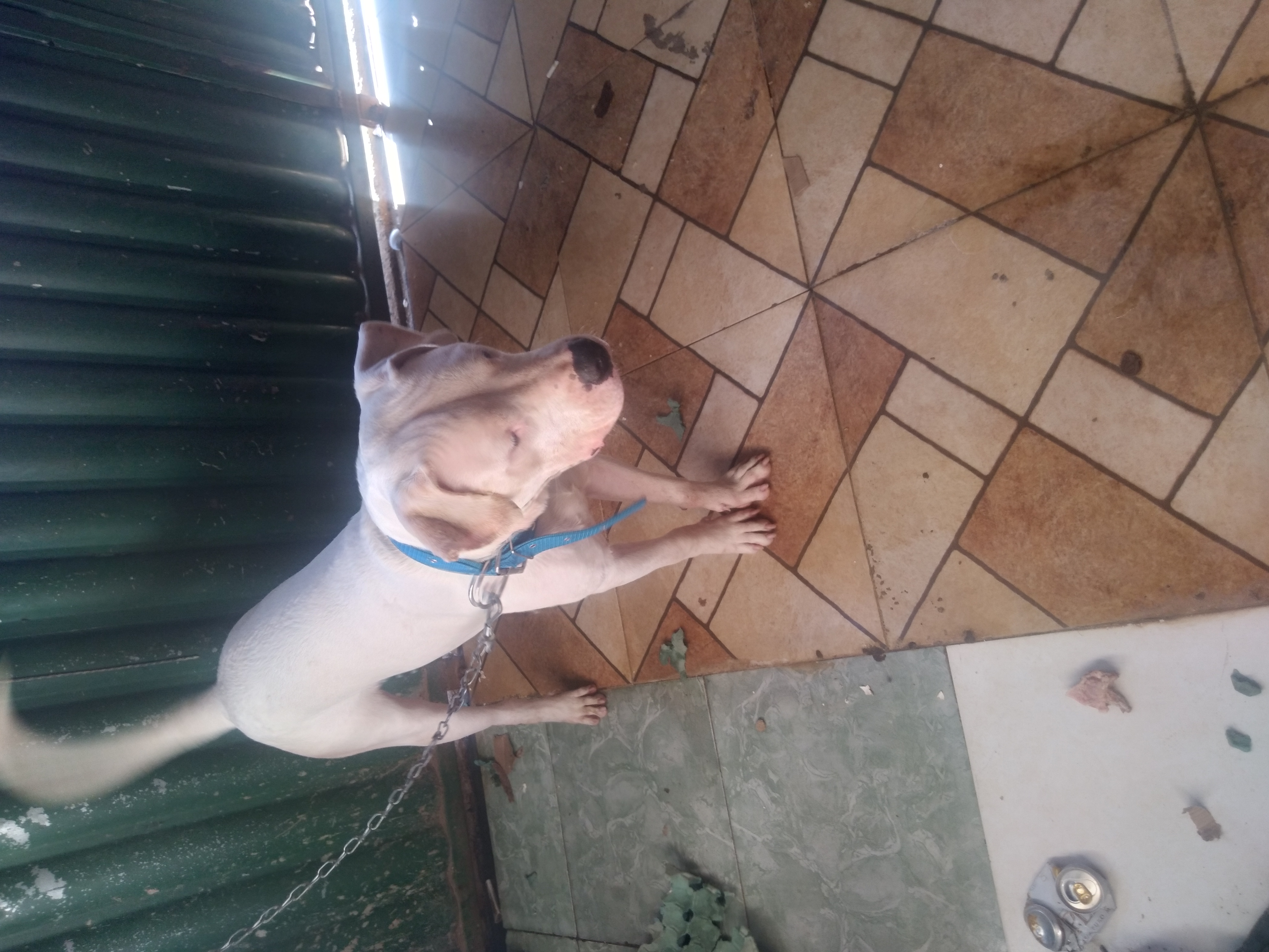 Portal Vendocão Vendo cachorro de sete meses  Cidade Estrutural 