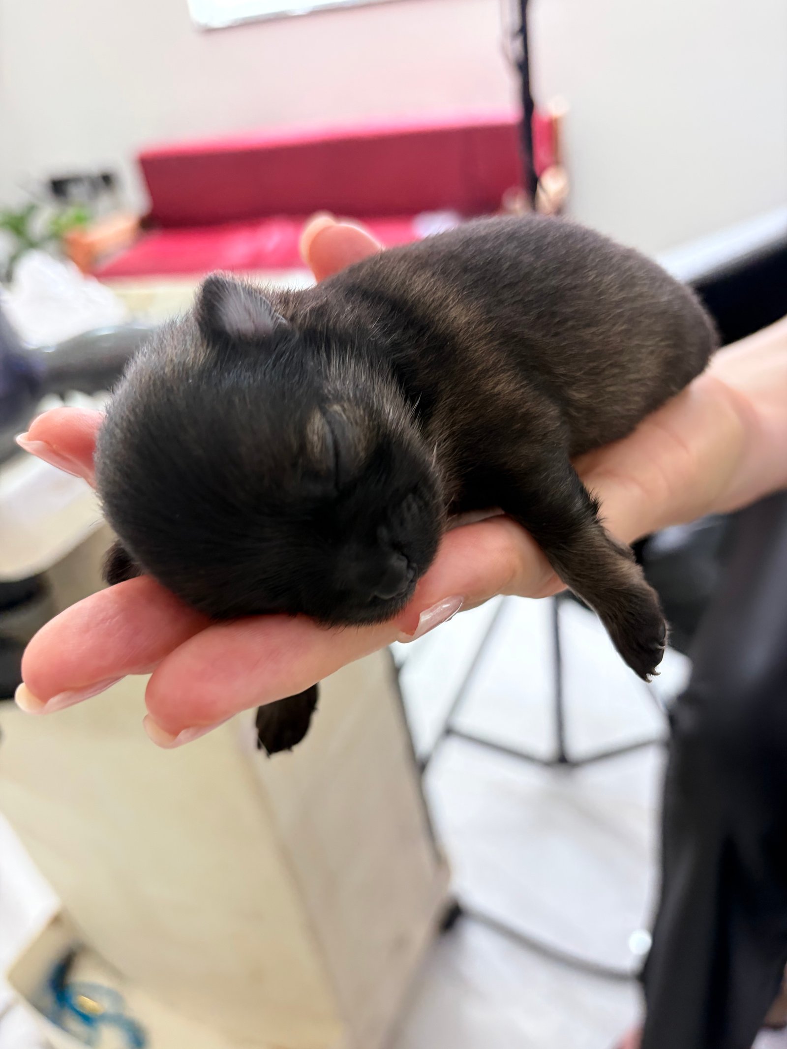 Lulu da pomerânia  - Foto 1
