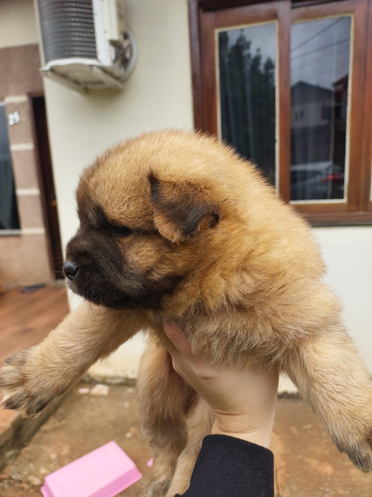 Chow Chow - Foto 5