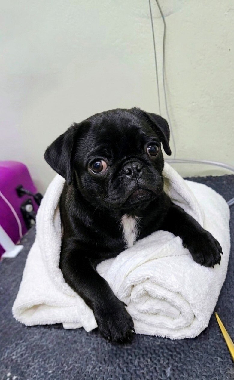 Filhote de Pug macho 