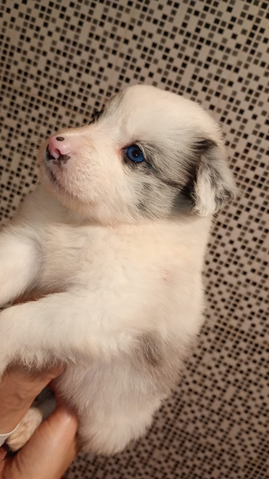 Borde collie  - Foto 2