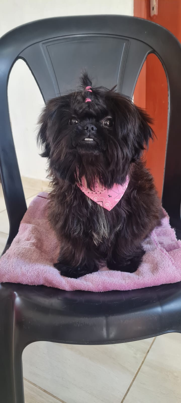 Portal Vendocão Shih Tzu Fêmea  Feira de Santana 