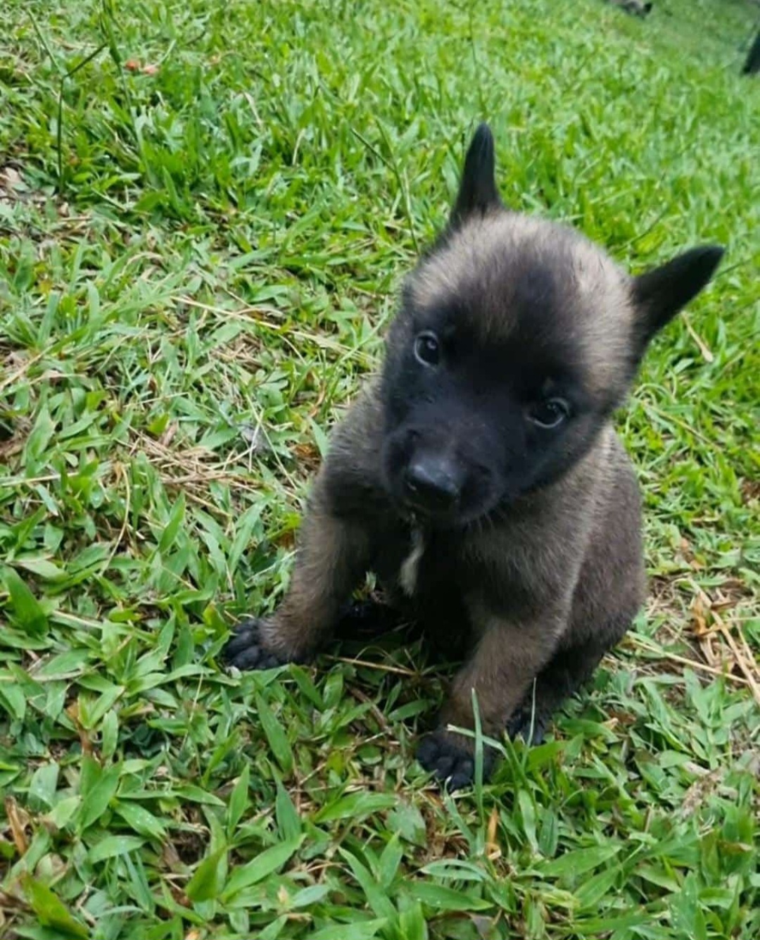 Portal Vendocão FILHOTES DE PASTOR BELGA DE MALINOIS Itaguaí