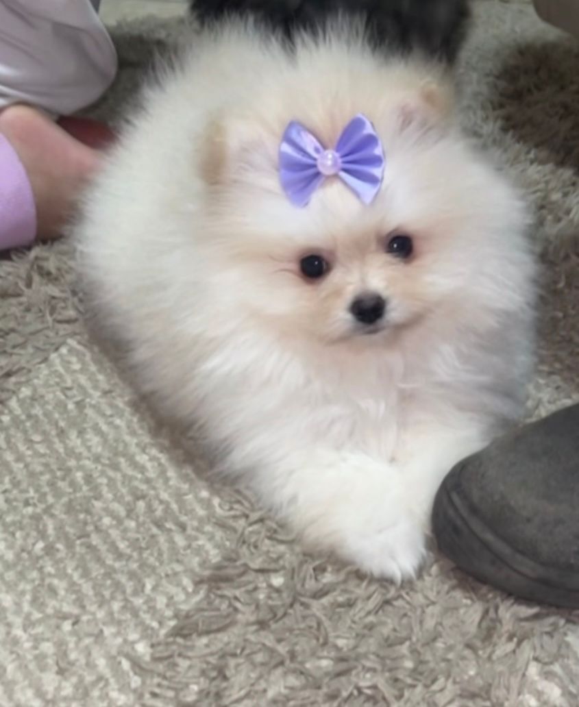 Lindos filhos de Spitz alemão - Foto 3