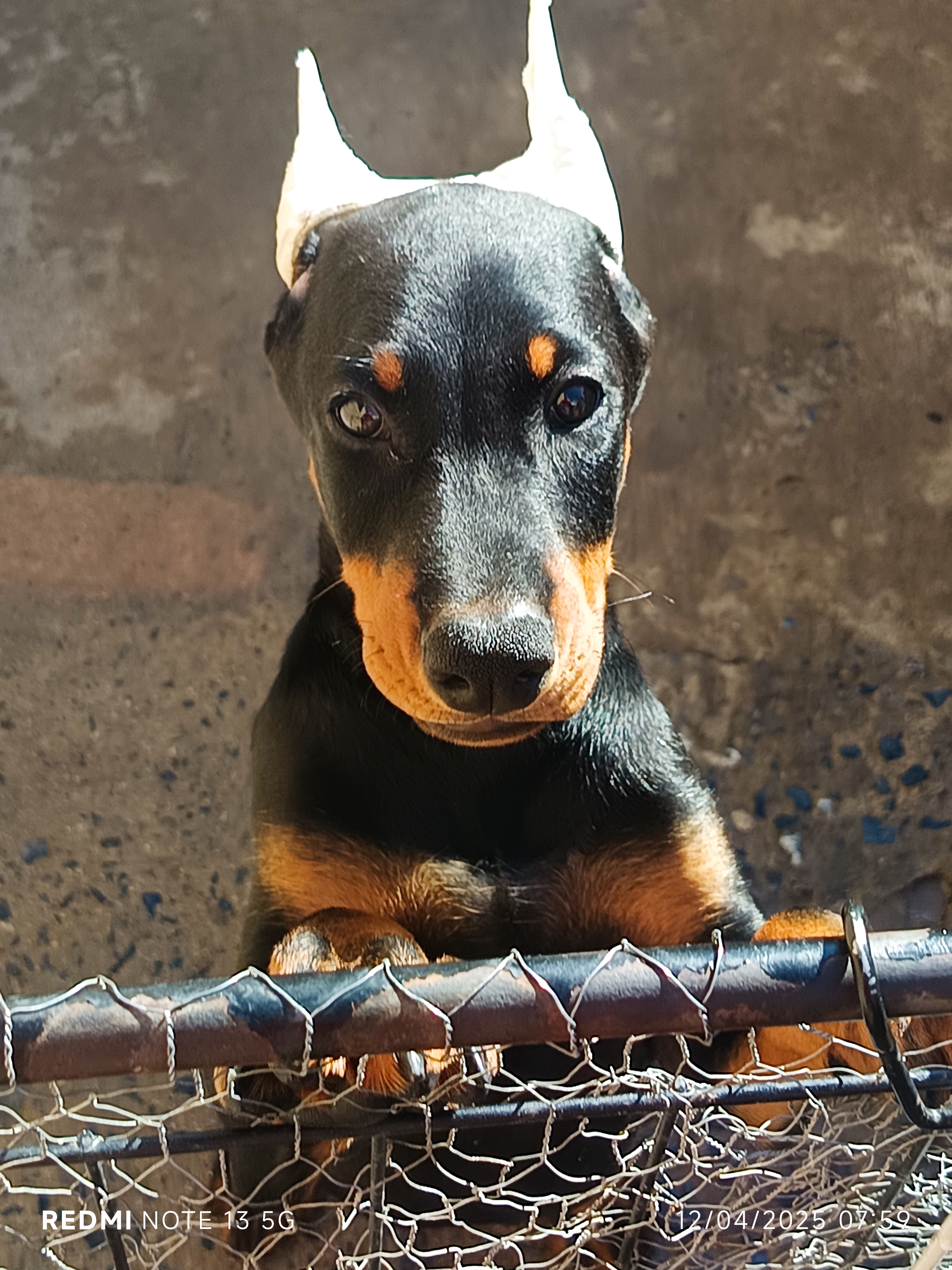 Portal Vendocão Filhotes doberman  Belo horizonte 