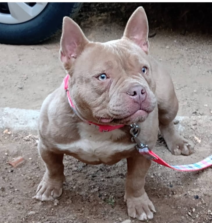 América Bully 