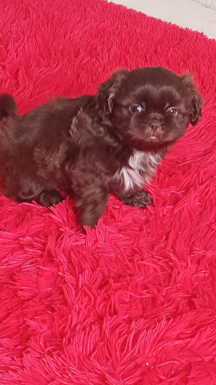 Shih tzu - Foto 3