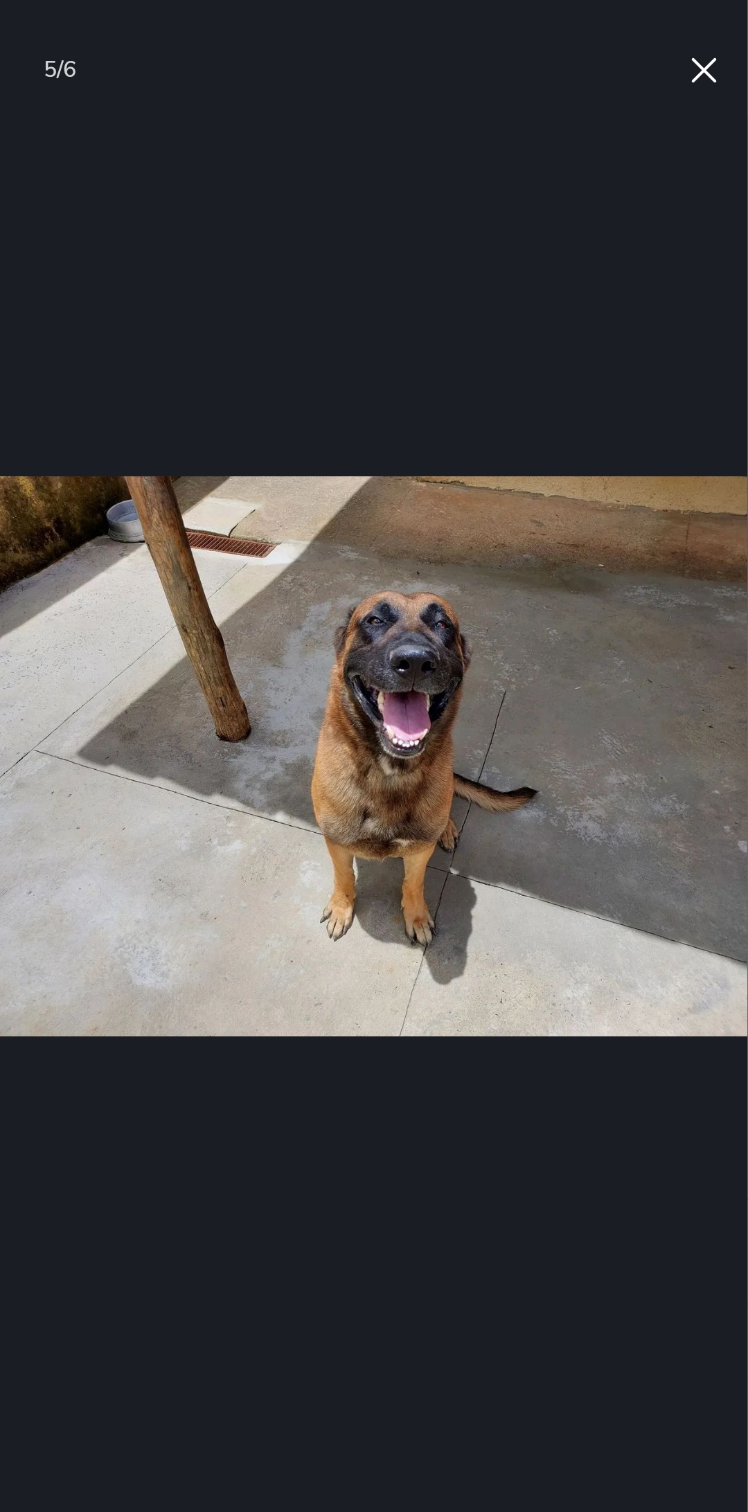 Portal Vendocão Pastor Belga Malinois / Alemão  Belo Horizonte 
