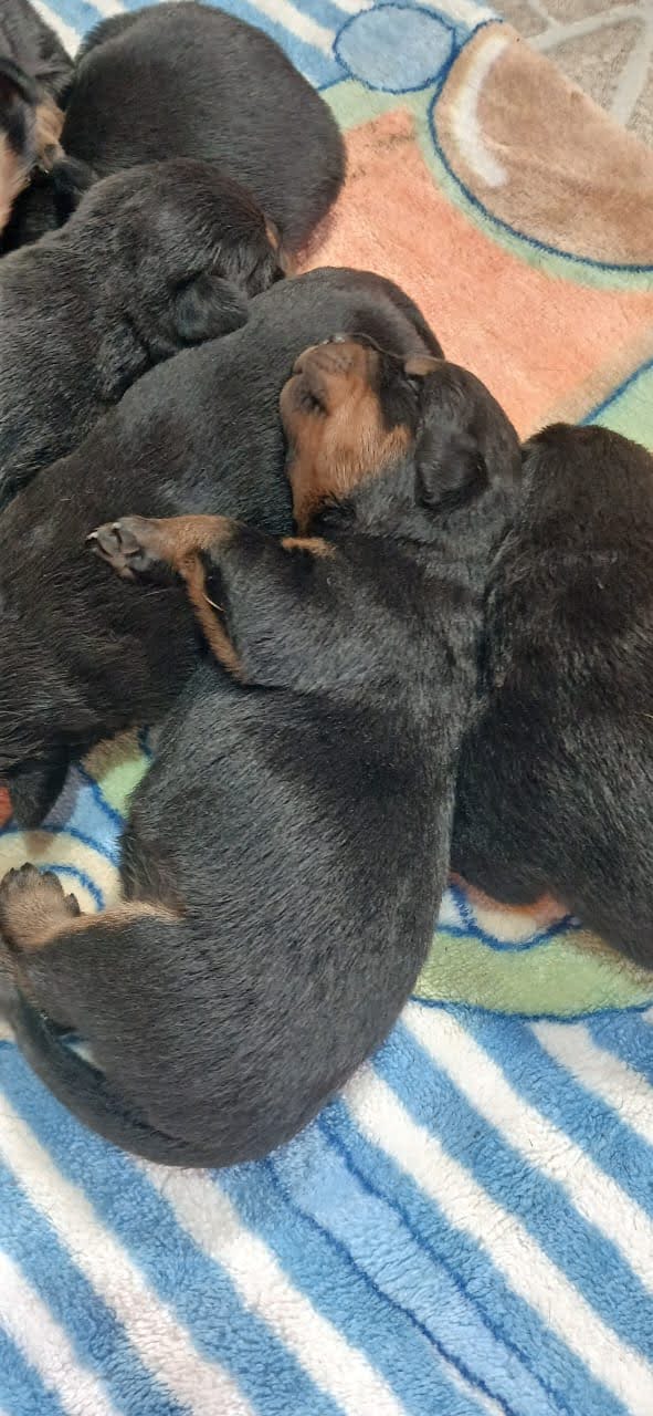 FILHOTES DE ROTTWEILER  - Foto 2