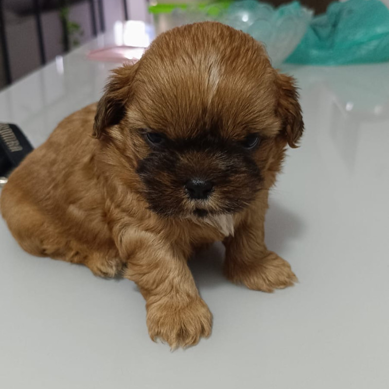 Lindo filhote de Shih Tzu - Foto 1