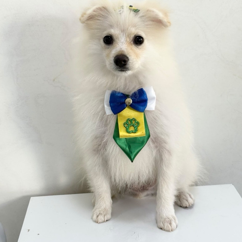 Filhote Lulu da pomerania a venda - Foto 1