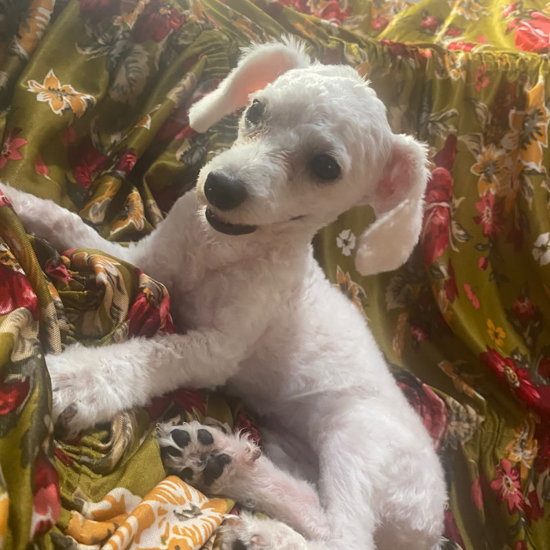Vendo poodle um amor de cachorro - Foto 2