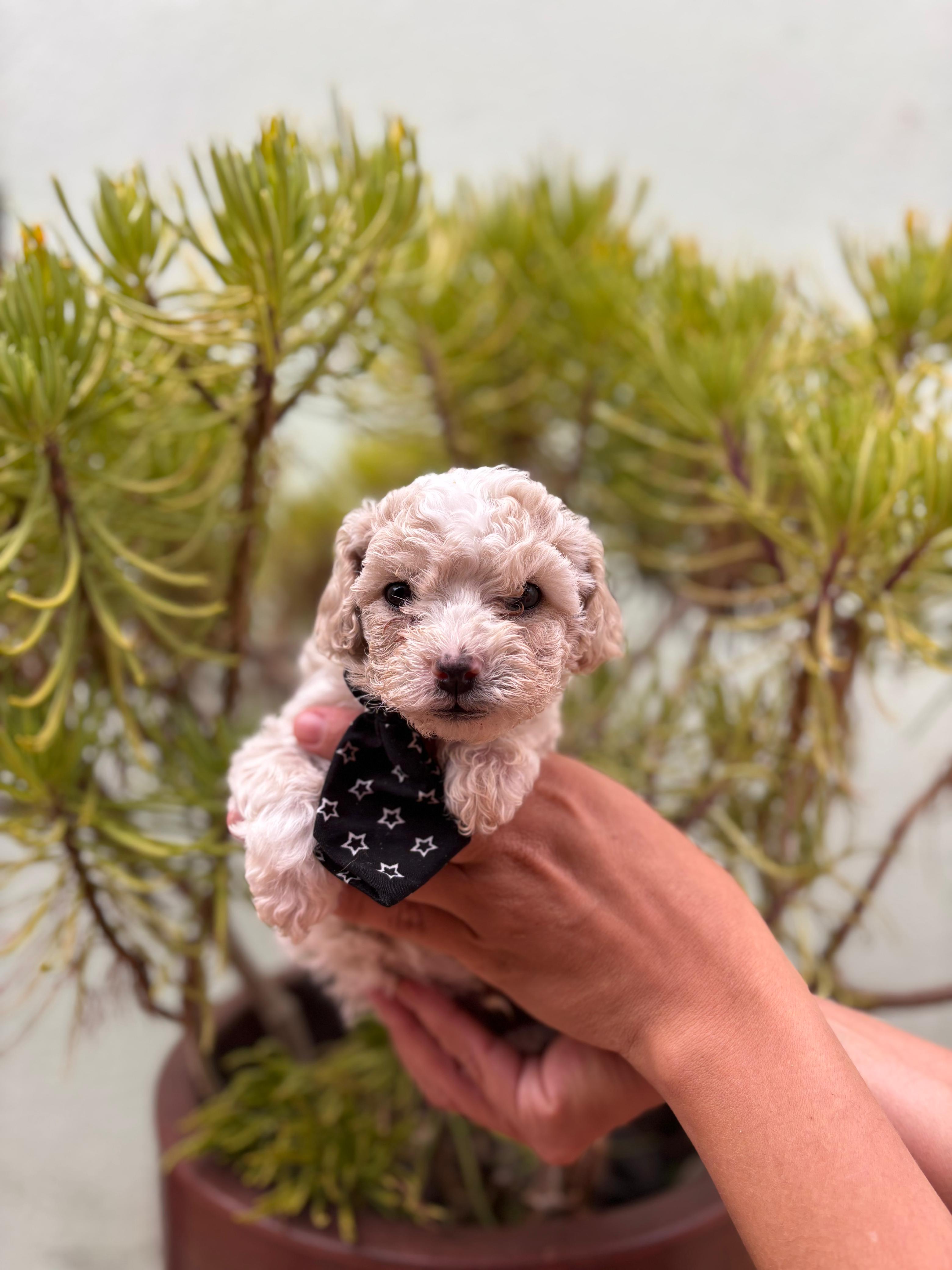 Portal Vendocão Filhotes de poodle macho  Para de Minas