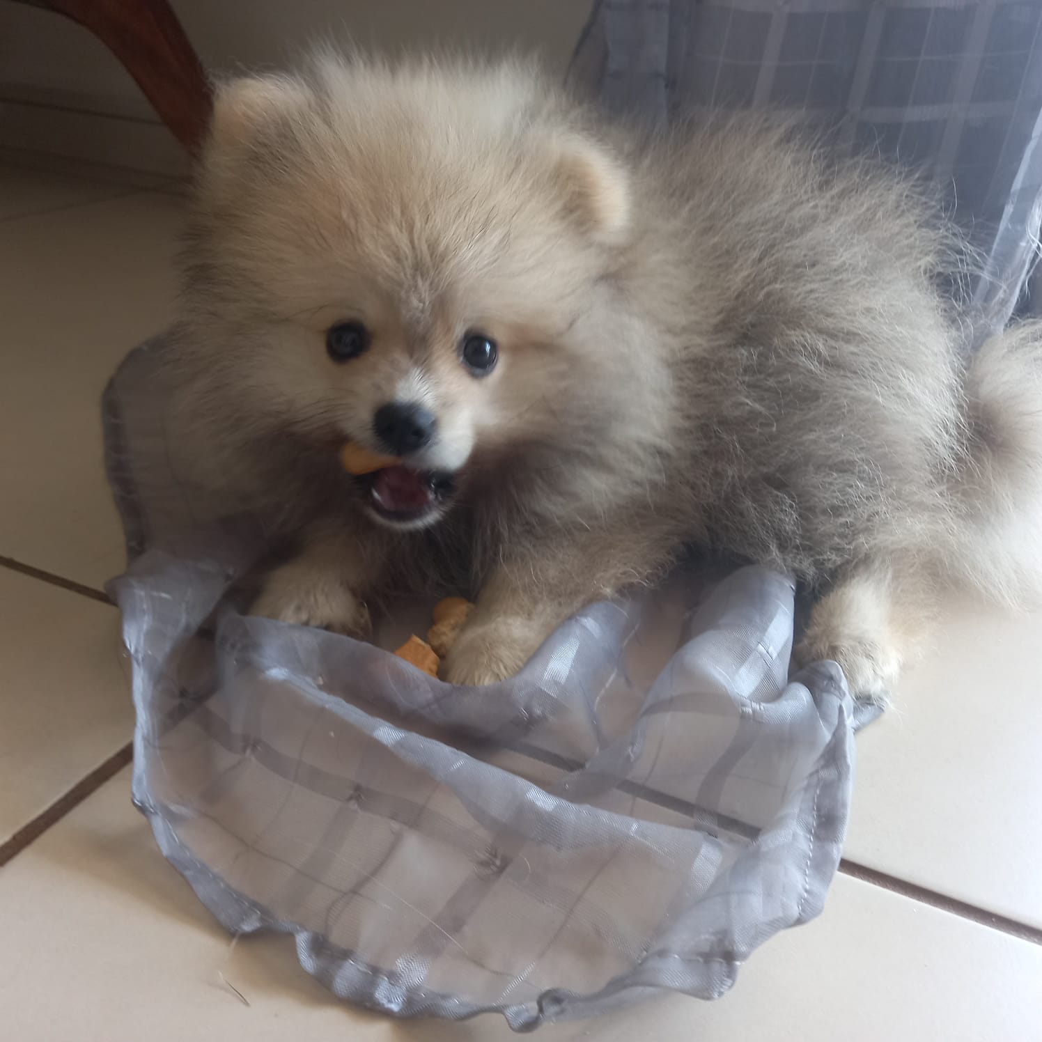 Spitz Alemão - Foto 1