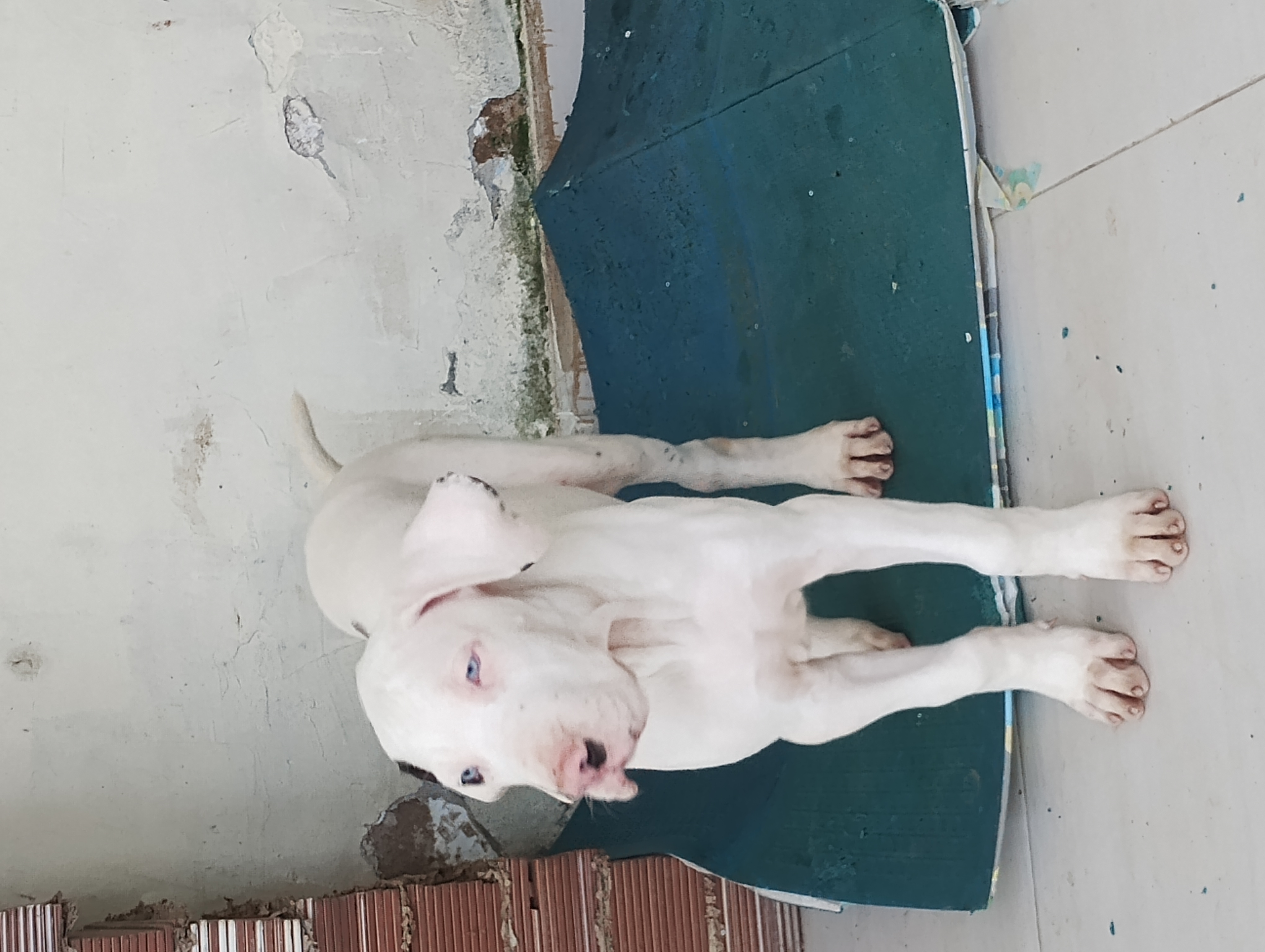 Vendo Filhotes de Dogue Alemão com 30 dias de vida vacinados e vermifugados.