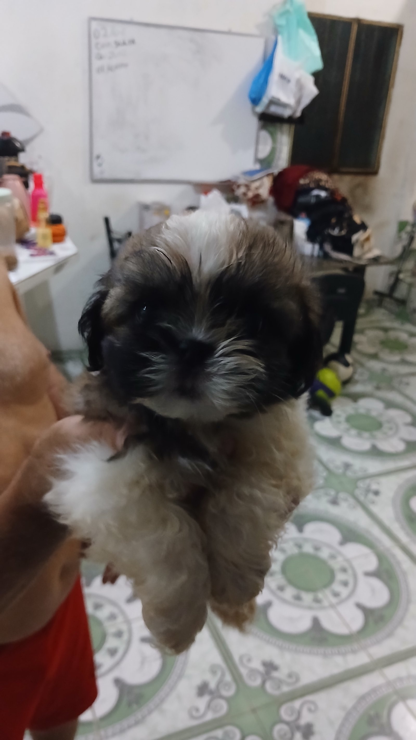 Vendo cachorro  - Foto 1