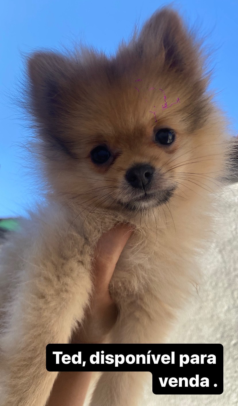 Portal Vendocão Spitz Alemão 60 dias Belo Horizonte