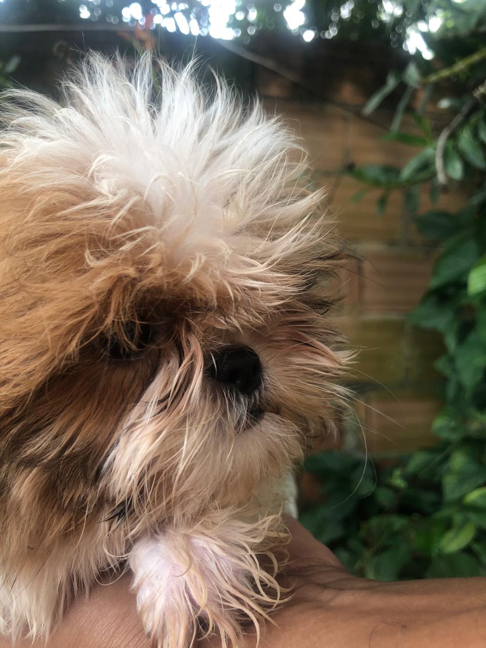 Portal Vendocão Filhotes de shih tzu  Belo Horizonte 