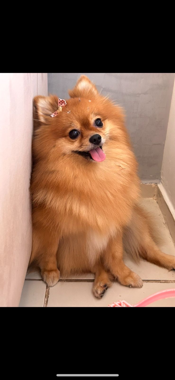 Filhotes de Spitz alemão macho!!! - Foto 4