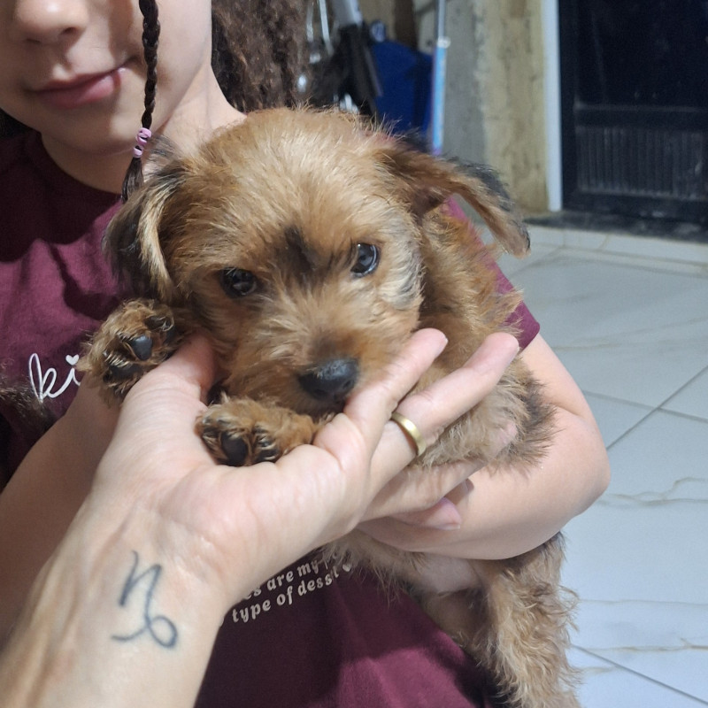 Filhote pinscher 1 + yorkshire pequeno - Foto 1